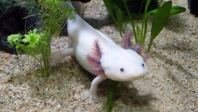 ajolote albino, conocidos científicamente como Ambystoma mexicanum,