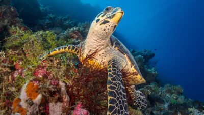 animales raros y curiosos
