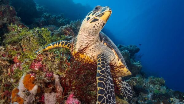 animales raros y curiosos