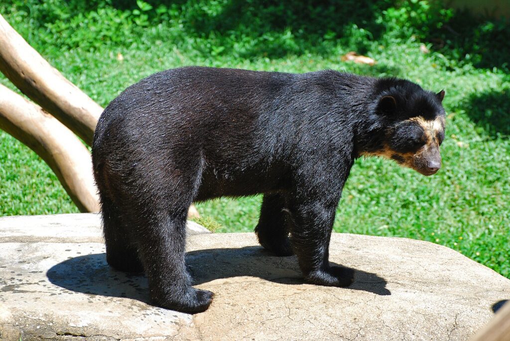 Oso de Anteojos