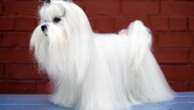 Bichon maltes mirando
