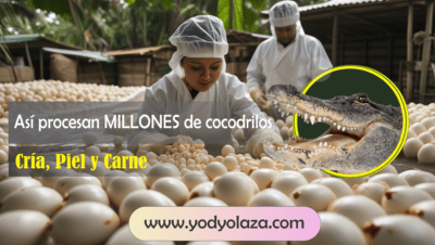 Industria carne de cocodrilos